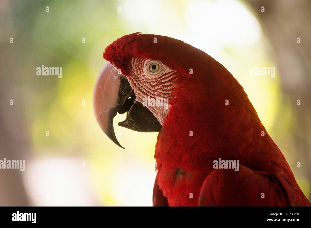 Red-and-green macaw (Ara chloroptera), portrait, Mato Grosso du Sul, Brazil Stock Photo