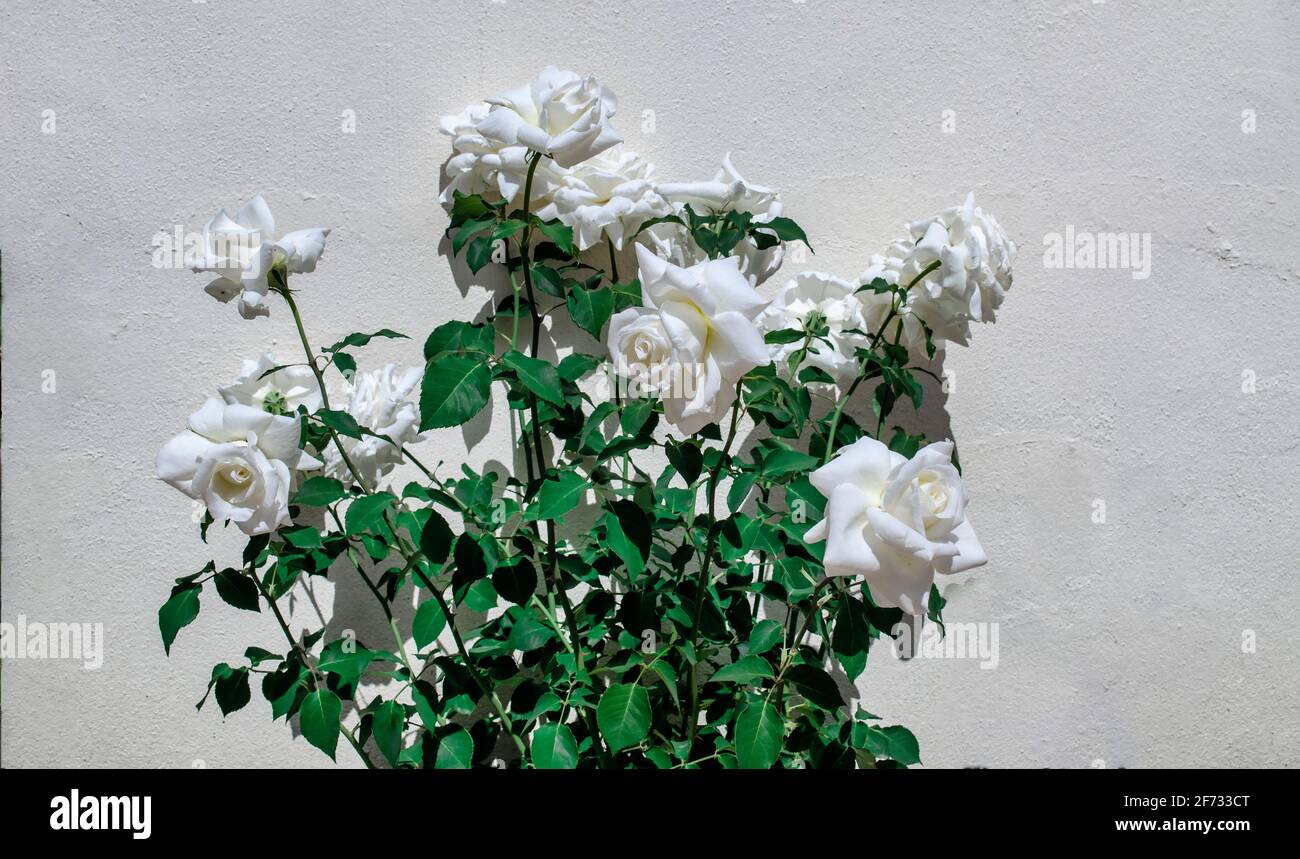 Rosa × alba, the white rose of York on a white wall background. Stock Photo