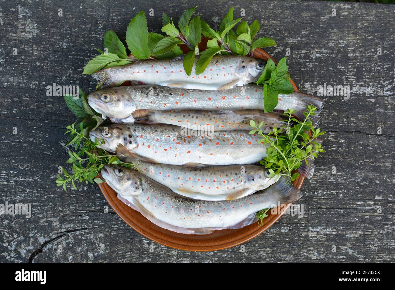 Full plate of freshly catched river trout or Salmo trutta fario with herbs, mint and thyme on old oak table, ready for barbeque Stock Photo