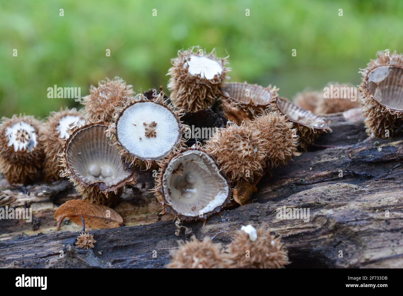 Cyathus striatus or bird's nest mushrooms in different stages of development in natural habitat, on rotting wood besides mountain creek, against green Stock Photo