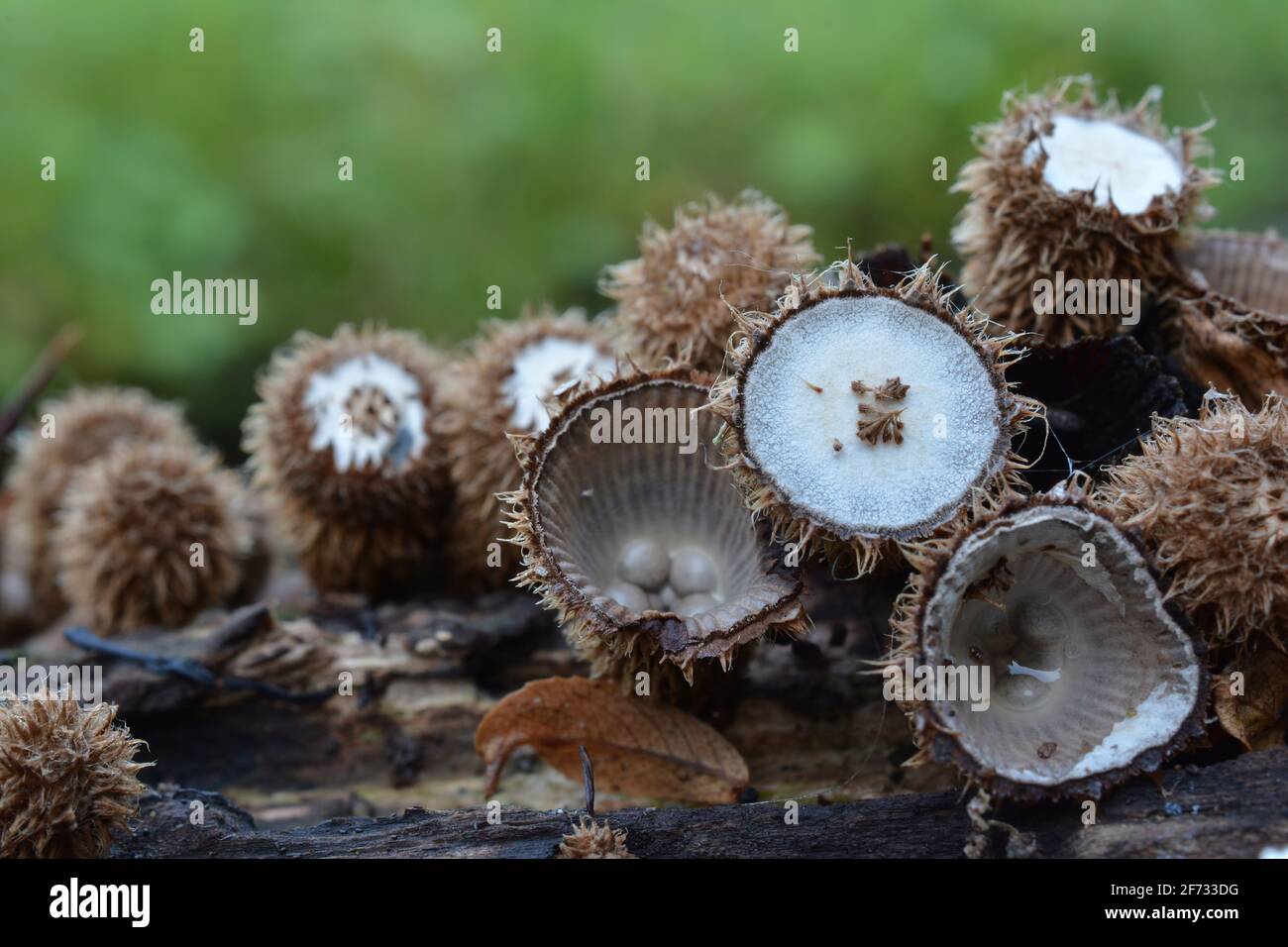 Bird's nest fungus or Cyathus striatus, an unusual looking mushroom in different stages of development in natural habitat on rotting wood besides moun Stock Photo