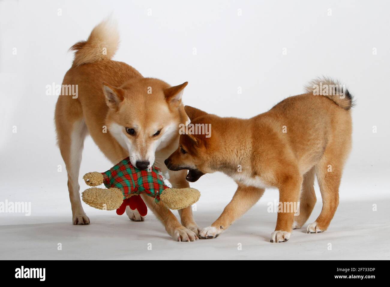 Shiba-Inus, male with puppy, 14 weeks, cuddly toy, soft toy, toys Stock Photo