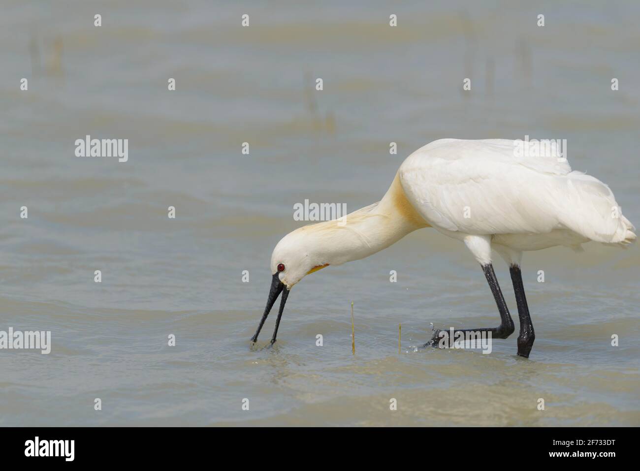Spoonbill, Lake Neusiedl NP, Burgenland (Platalea leucorodia), Austria ...