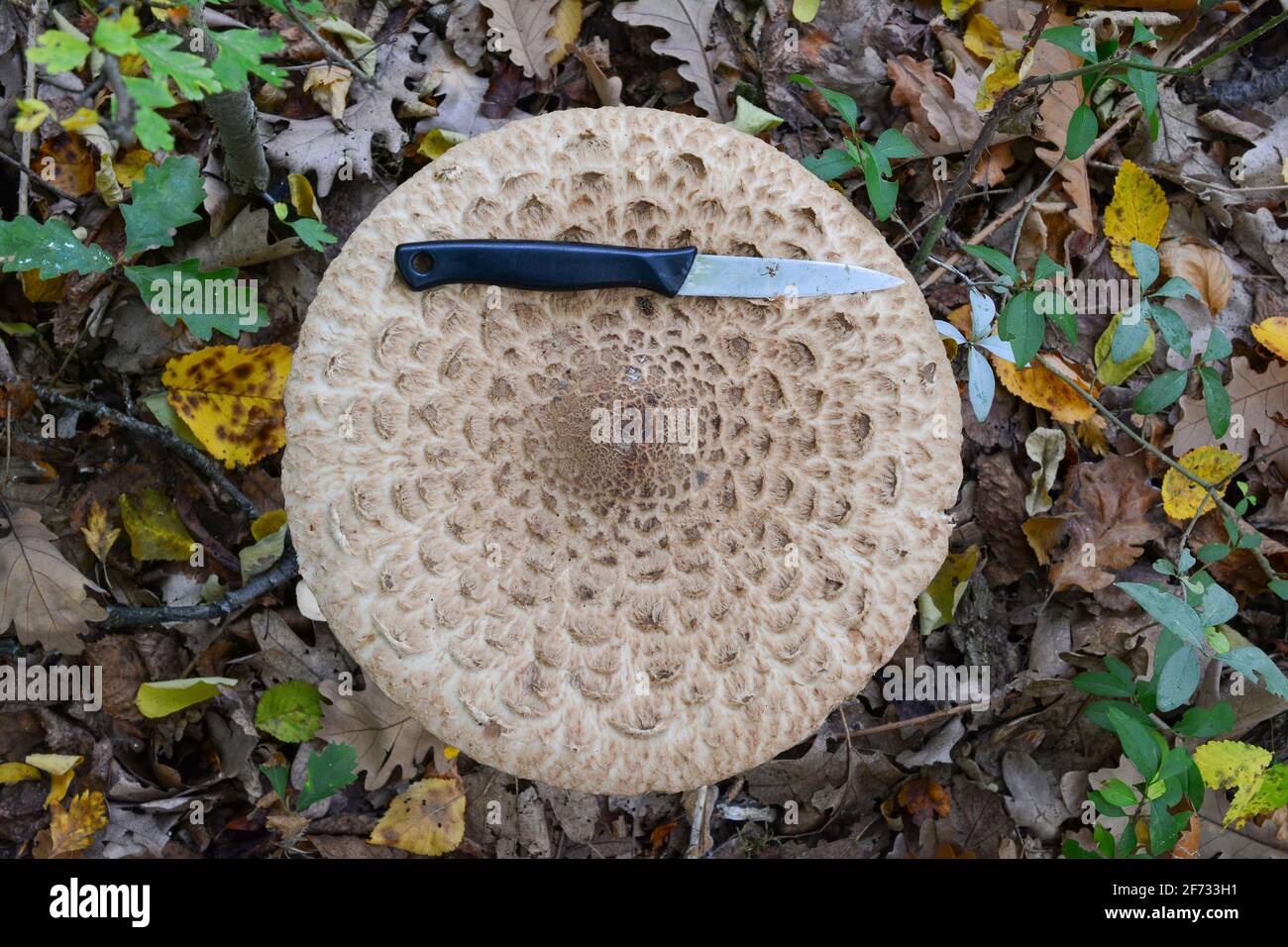 Very big specimen of Macrolepiota procera or Parasol mushroom, size compared to big kitchen knife, top view, natural habitat, autumn time Stock Photo