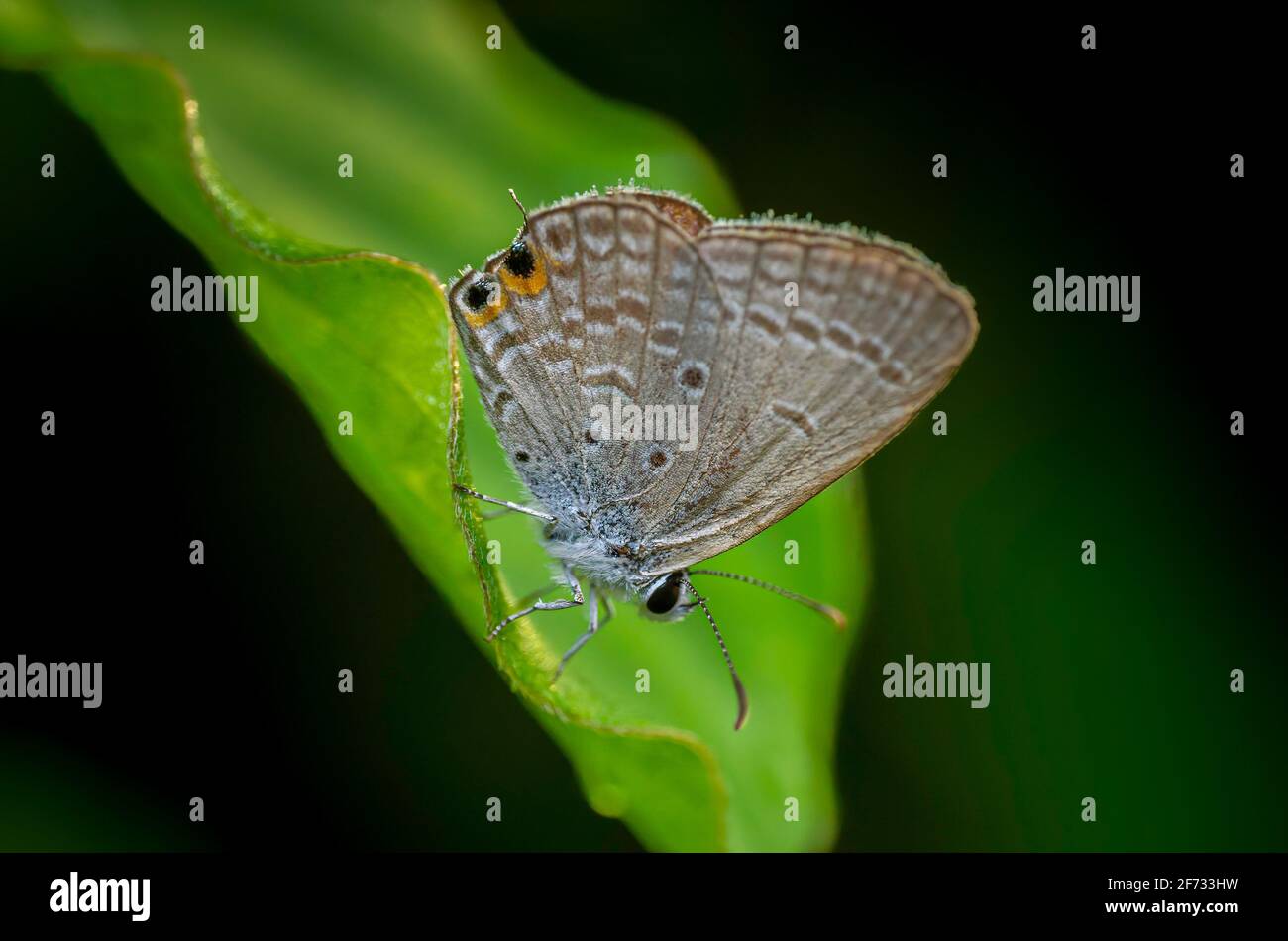 Small butterfly sitting on green leaf and dark background Stock Photo