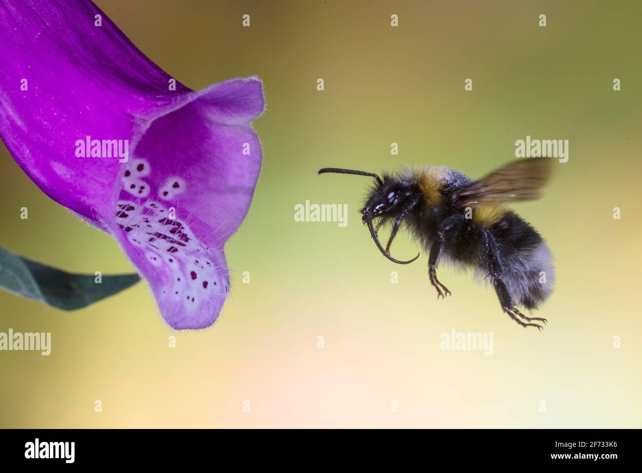 Garden bumblebee (Bombus ruderatus) flies to flower of foxglove, North Rhine-Westphalia, Germany Stock Photo