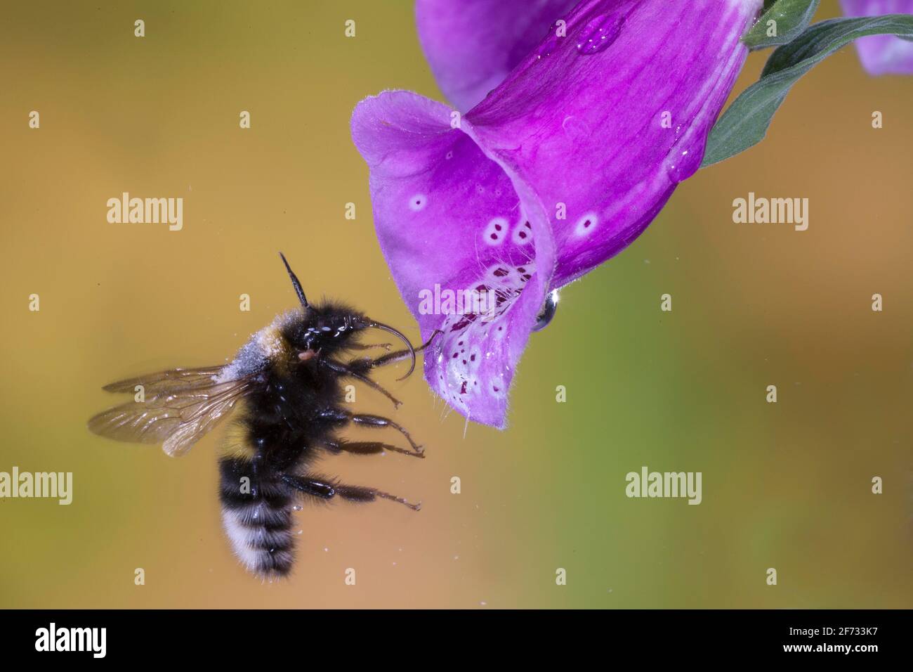 Garden bumblebee (Bombus ruderatus) flies to flower of foxglove, North Rhine-Westphalia, Germany Stock Photo