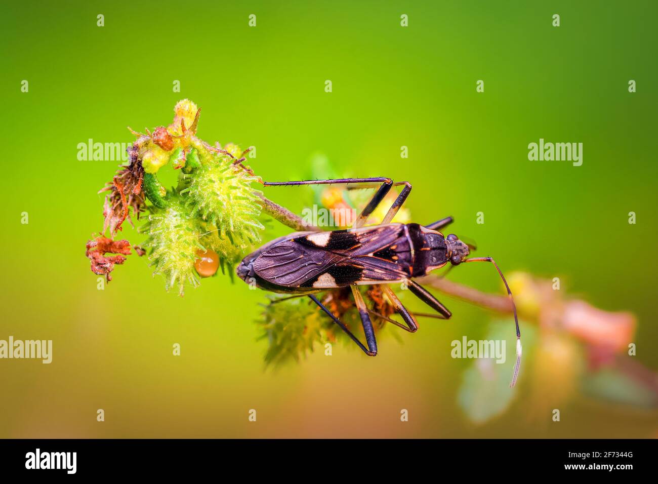 Beautiful Insect on lovely flower stem on a bokeh background Stock Photo