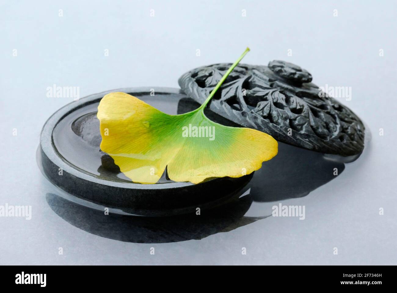 Small ginkgo biloba ginkgo biloba hi-res stock photography and images ...