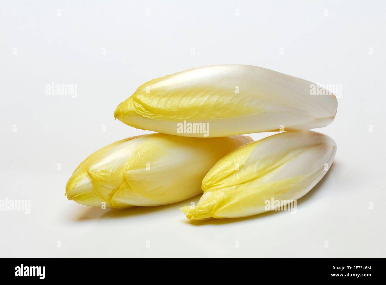 Chicory ( Cichorium intybus foliosum) Stock Photo
