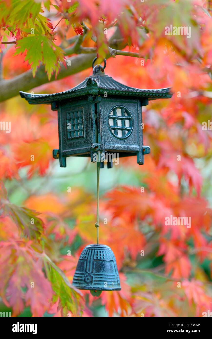 Lantern with bell, in maple tree, Japan Stock Photo
