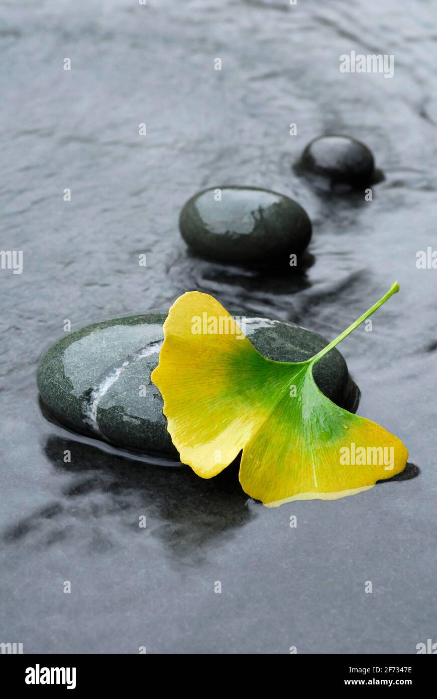 Ginkgo, Leaf and stone ( Ginkgo biloba) , Gingko Stock Photo Alamy