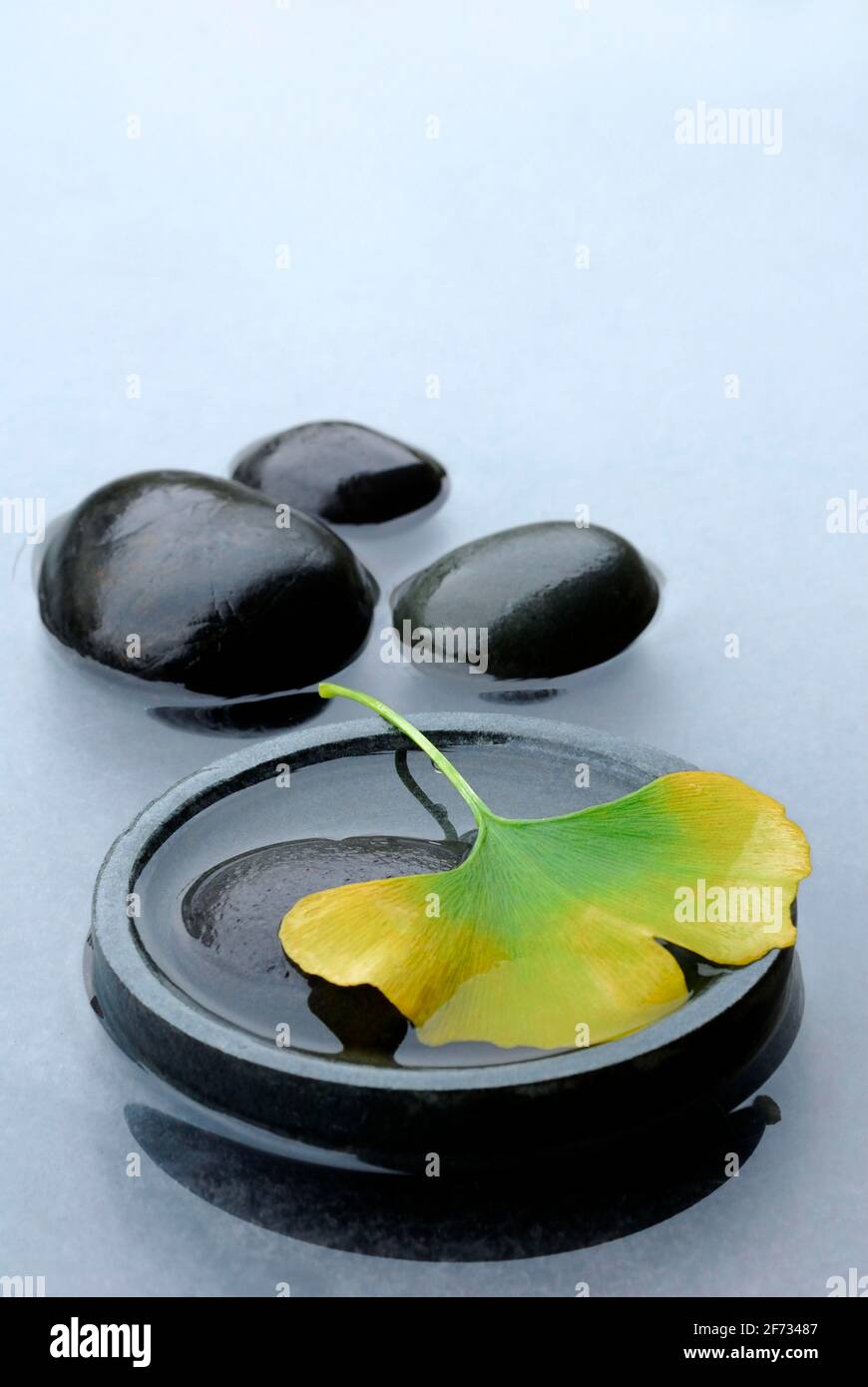 Ginkgo, Leaf and stone ( Ginkgo biloba) , Gingko Stock Photo Alamy