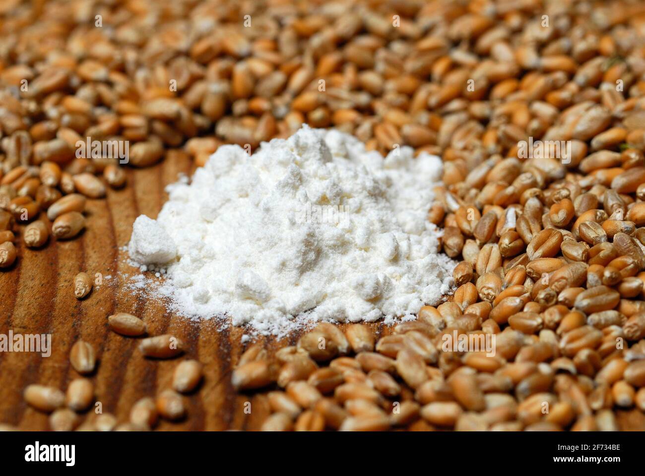 Wheat, Grains, Flour ( Triticum aestivum) , Flour Stock Photo Alamy