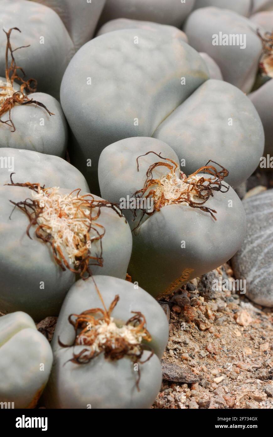 Live stones (Aizoaceae) , Ice plants Stock Photo