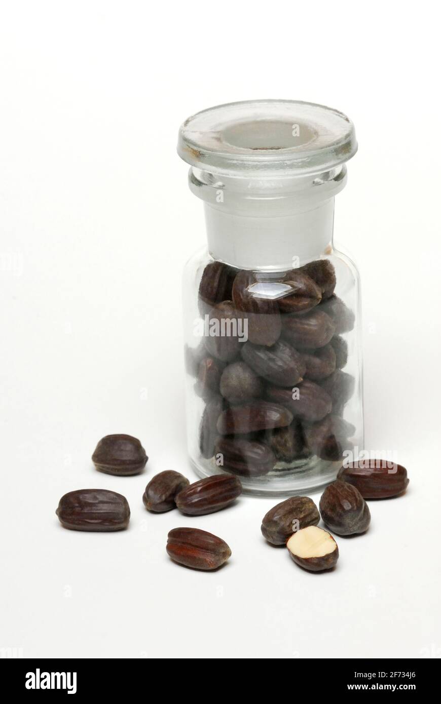 Jojoba-Seeds (Simmondsia chinensis) Stock Photo