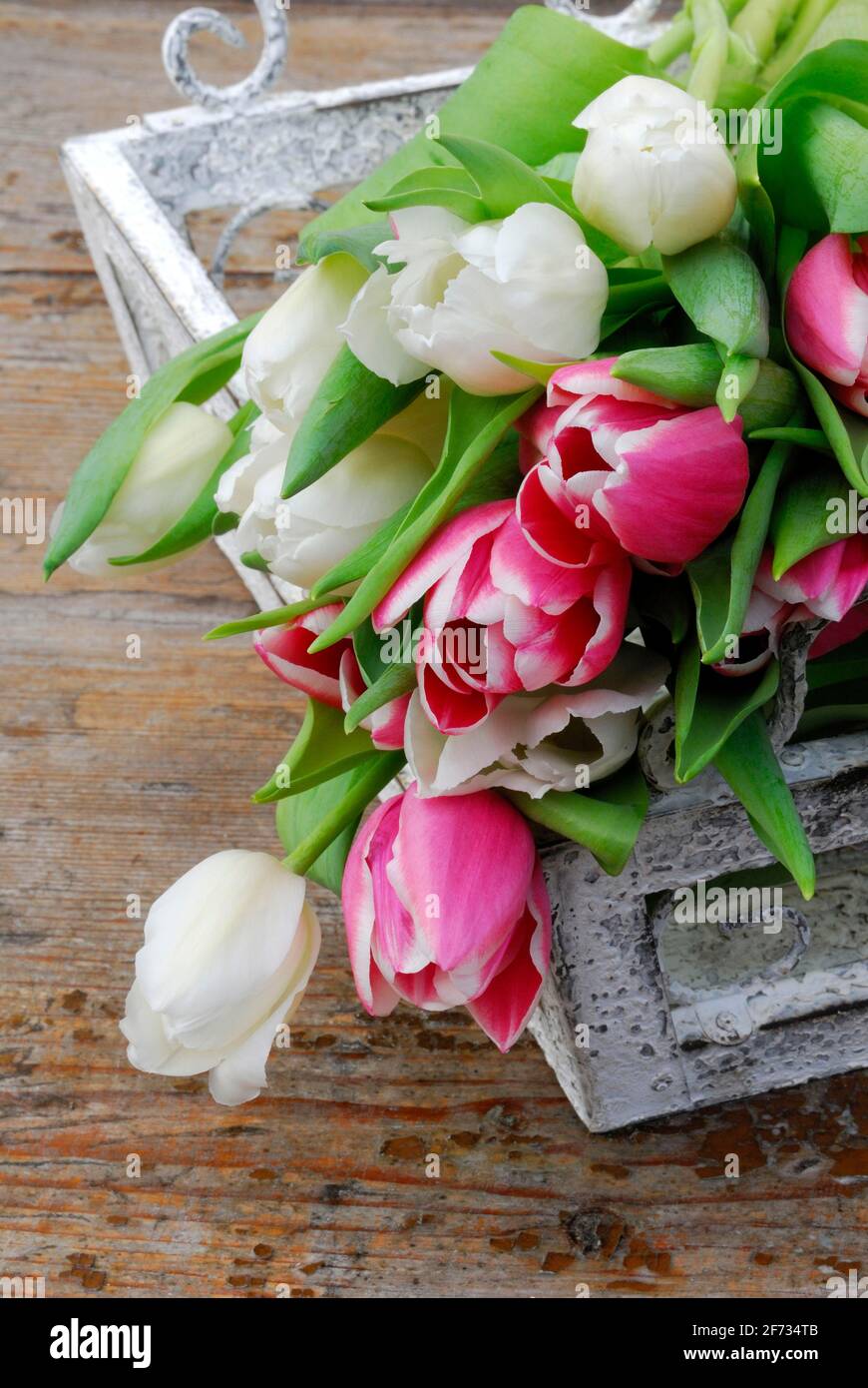 Ostrich tulips, tulip bouquet ( Tulipa spec.) Stock Photo