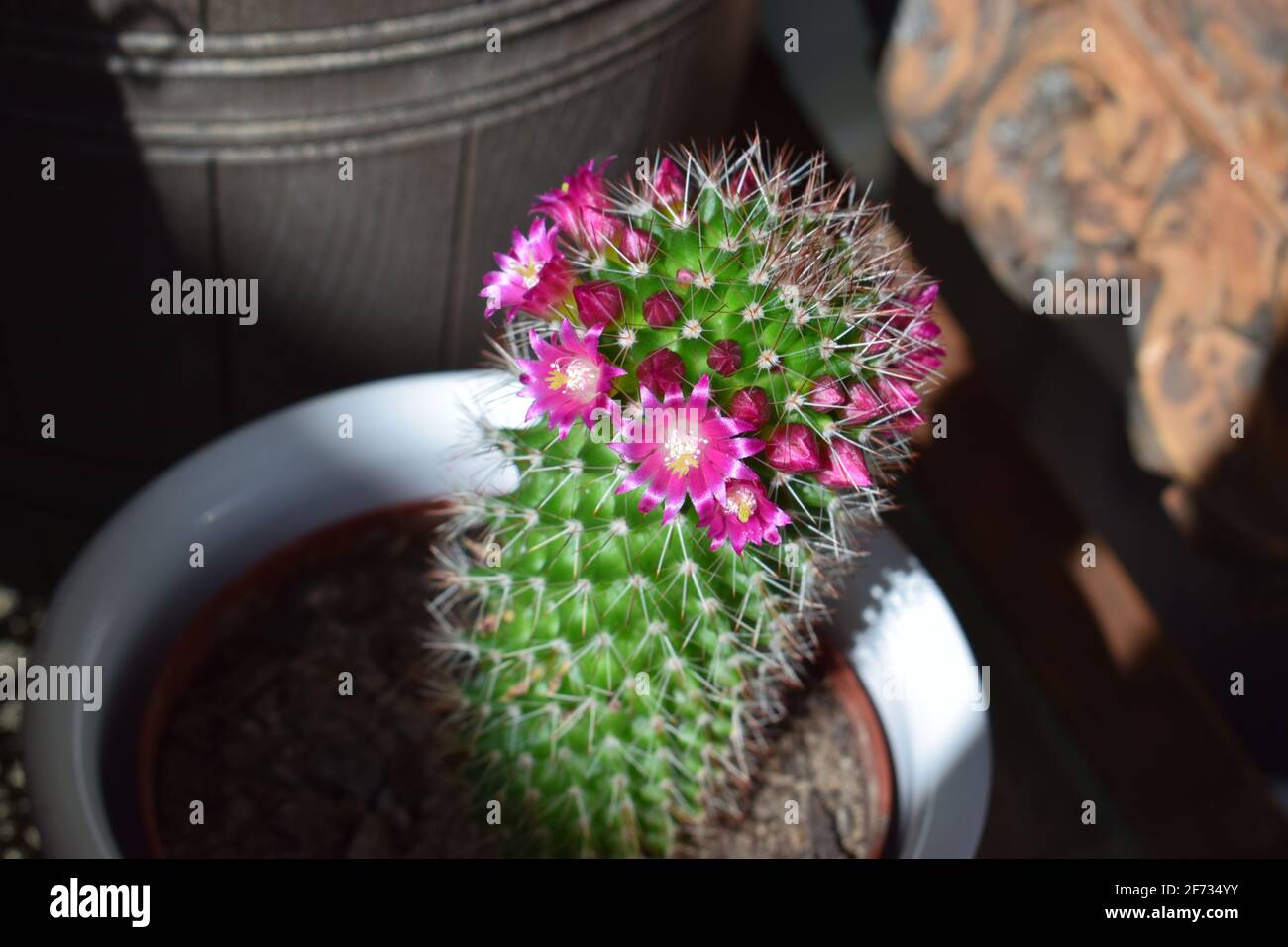 cactus flowers of the Mammillaria backebergiana Stock Photo - Alamy