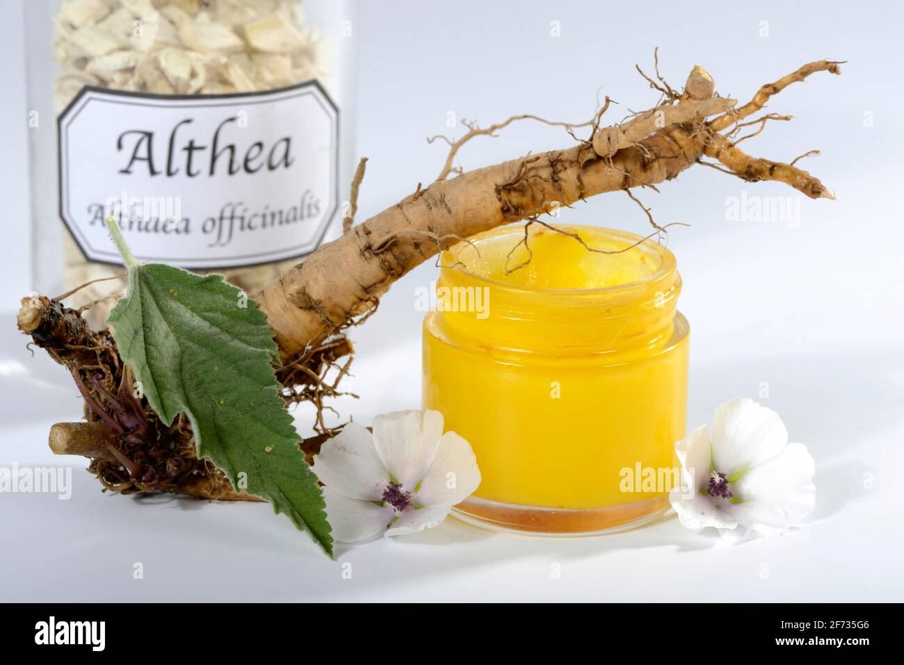 Althaea officinalis (Althea officinalis) roots, marshmallow roots, marshmallow root ointment, Ade root, Altee, Alter Thee, Alte Eh, driant root, yew Stock Photo