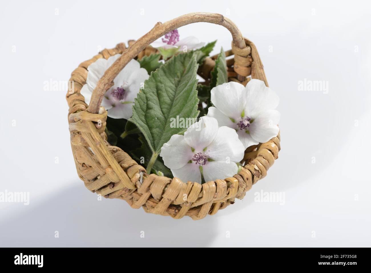 Althaea officinalis (Althea officinalis) flowers, marshmallow blossoms, marshmallow blossoms, ade root, old tea, old tea, old eh, driant root, yew Stock Photo
