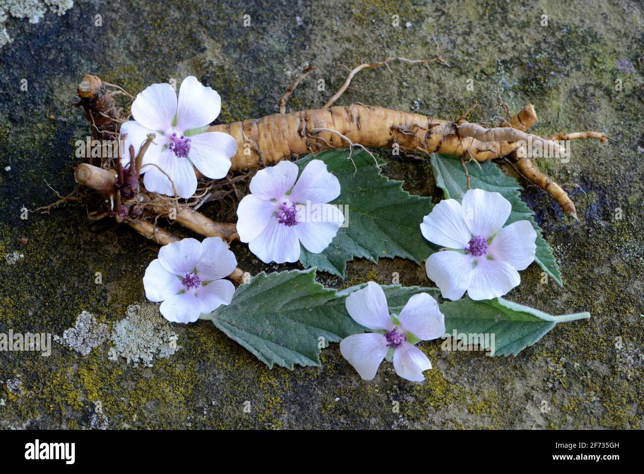 Althaea officinalis (Althea officinalis) Root and flowers, marshmallow root, Ade root, Altee, Alter Thee, Alte Eh, Driant root, Eibsche, river herb Stock Photo