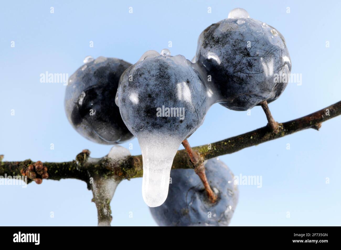 Blackthorn (Prunus spinosa), berries with ice Stock Photo