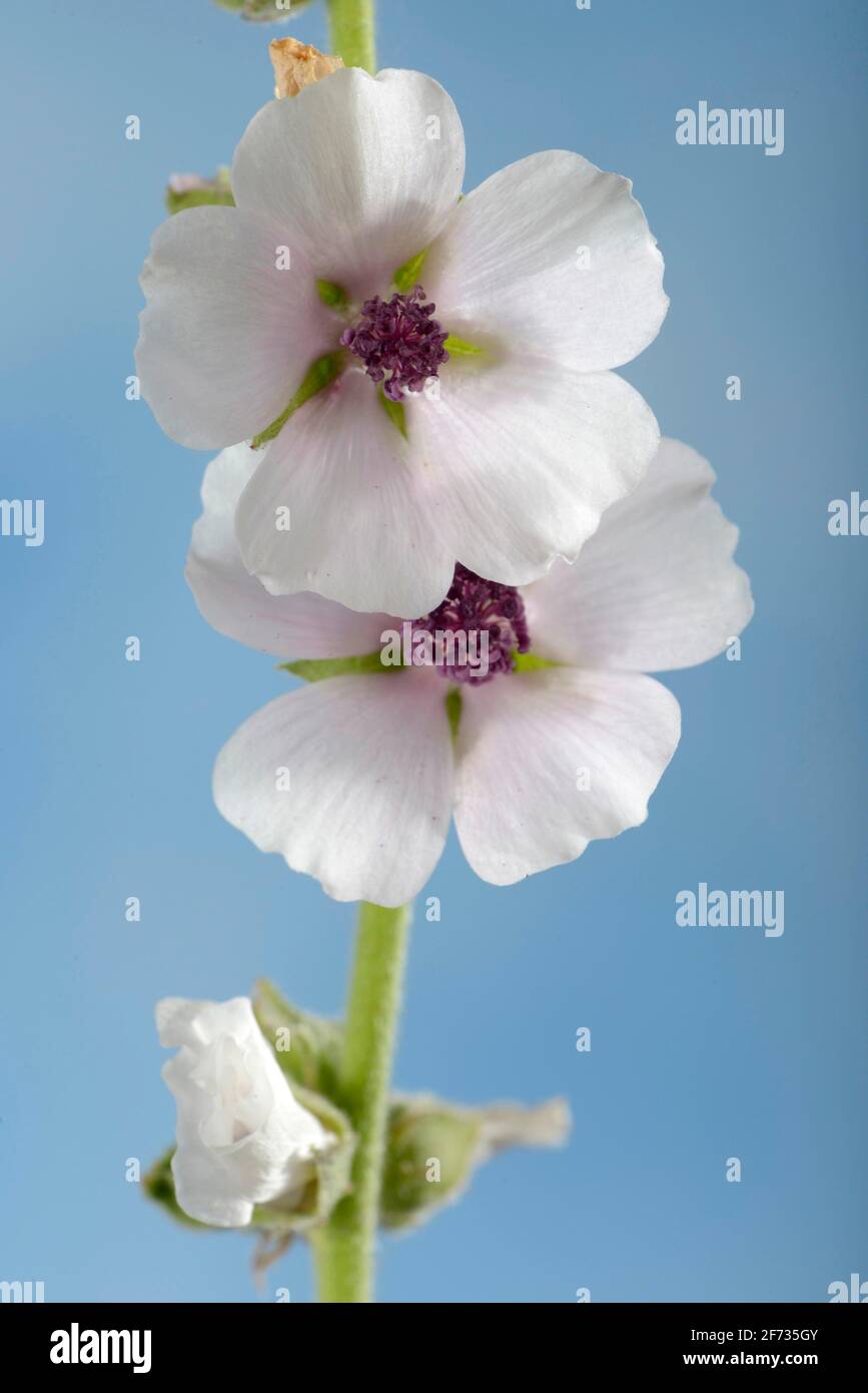 Althaea officinalis (Althea officinalis), Ade root, Altee, Alter Thee, Alte Eh, Driant root, Eibsche, River weed, Healing root, Native root Stock Photo