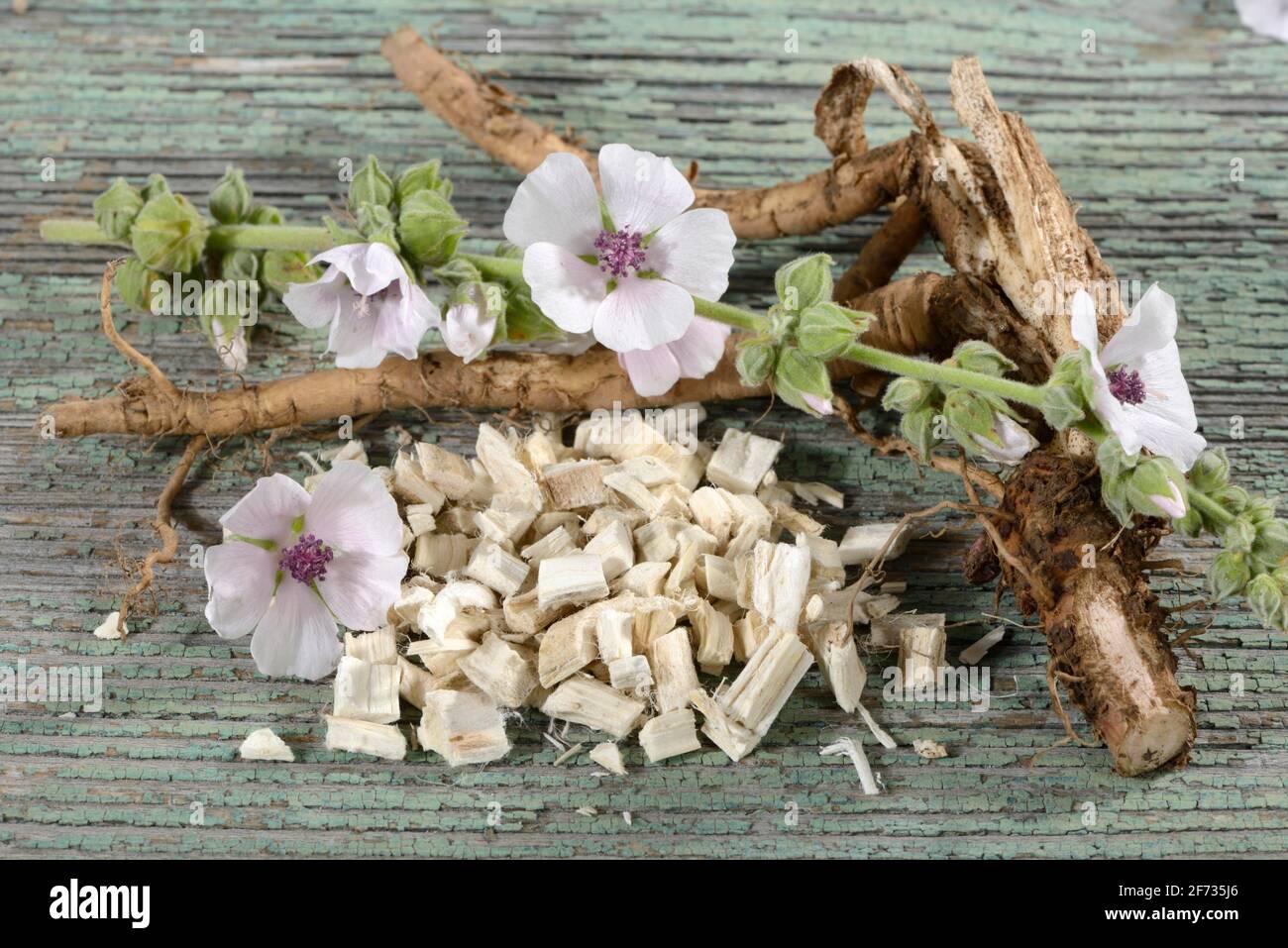 Althaea officinalis (Althea officinalis) roots, marshmallow roots, ade root, old tea, old thee, old eh, driant root, yew, river herb, medicinal root Stock Photo