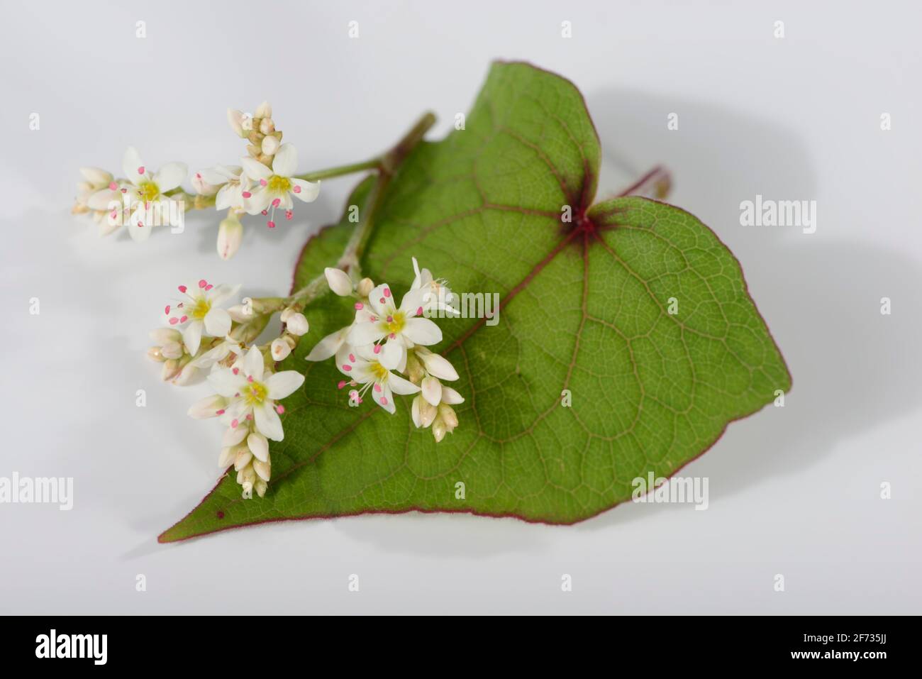 Tree spinach (Fagopyrum cycmosum), tree spinach, wild buckwheat Stock Photo