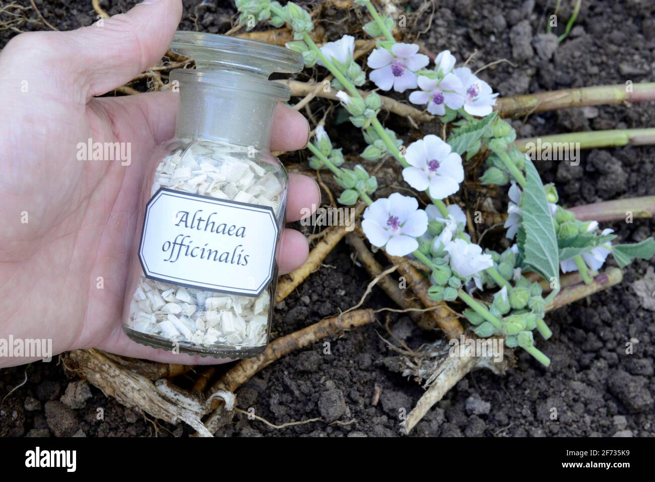 Althaea officinalis (Althea officinalis) roots, marshmallow roots, ade root, old tea, old thee, old eh, driant root, yew, river herb, medicinal root Stock Photo