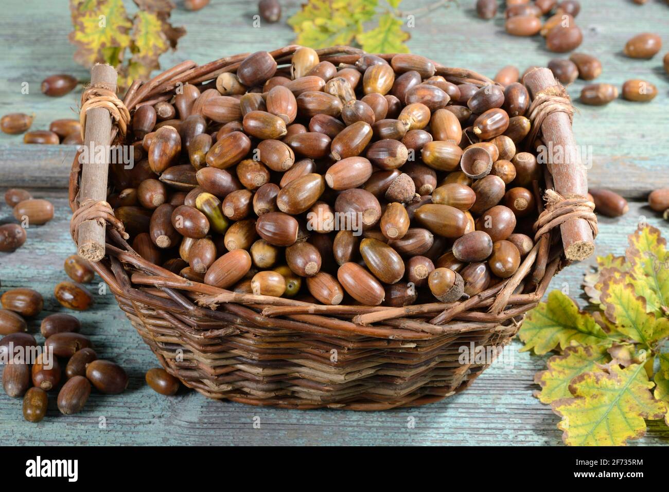 Acorns, English oak, English oak (Quercus robur), oak, basket Stock