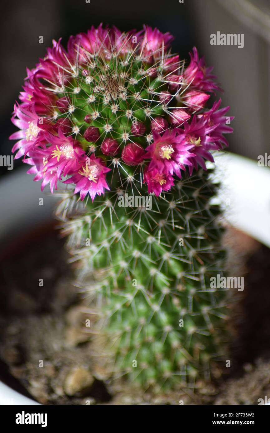 cactus flowers of the Mammillaria backebergiana Stock Photo - Alamy
