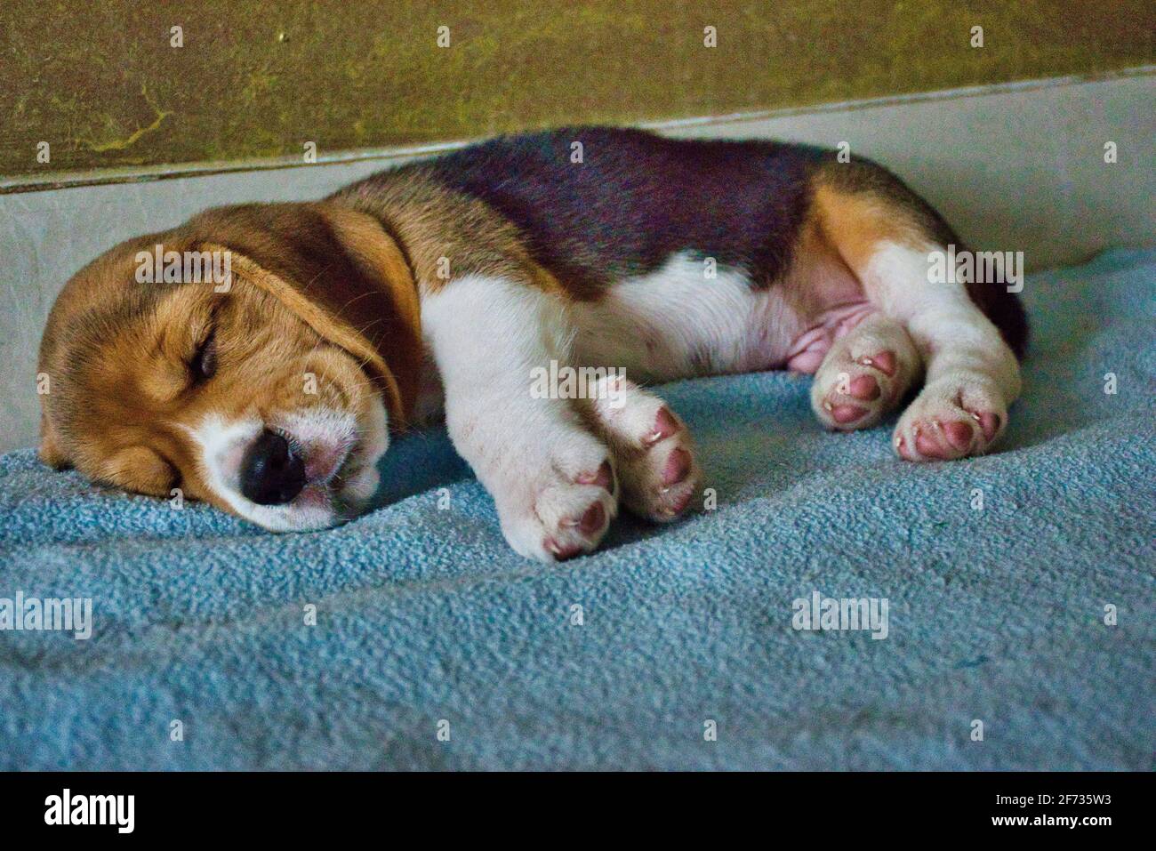 Beagle puppy sleeping Stock Photo - Alamy