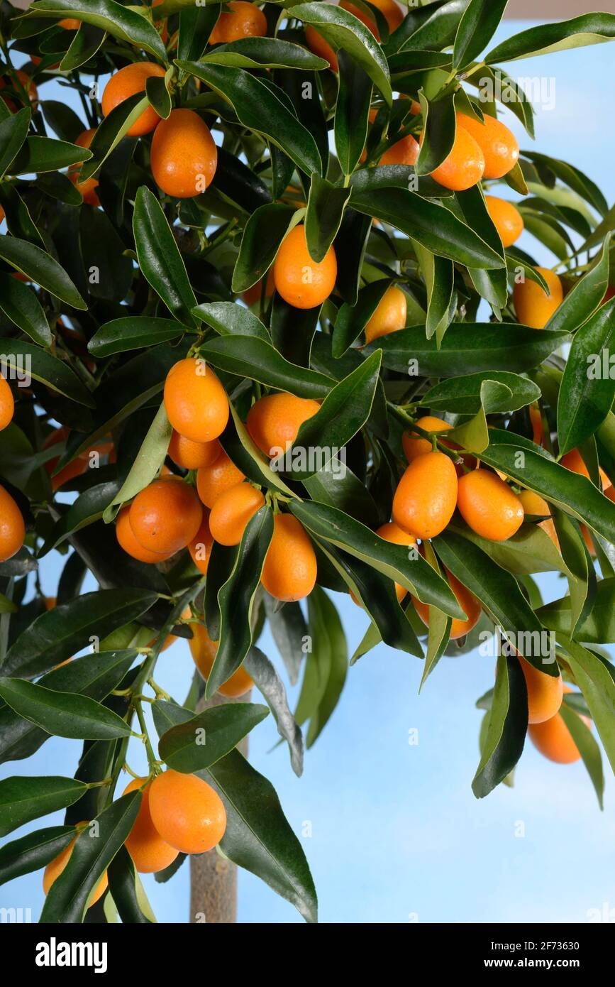 Kumquat (Fortunella margarita) (japonica) (Citrus margarita) Stock Photo