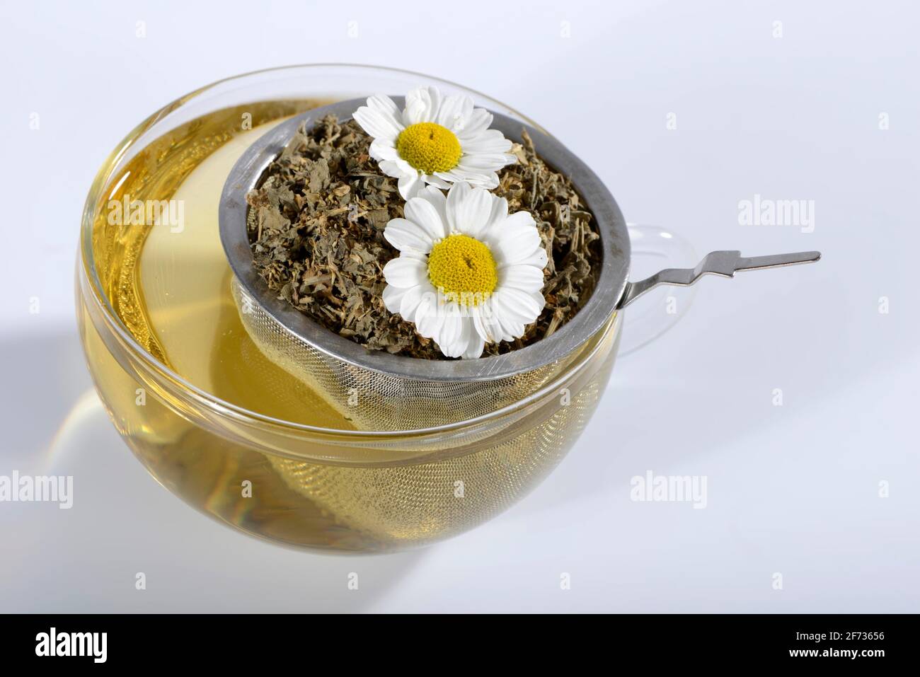Cup of butterwort tea (Chrysanthemum parthenium) butterwort, tea strainer Stock Photo