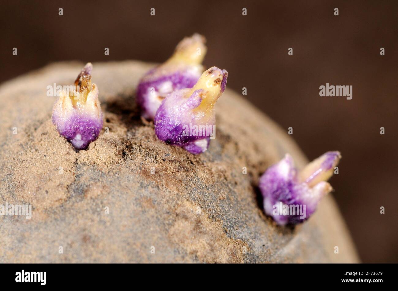 Vegetable food potato potato sprout hires stock photography and images