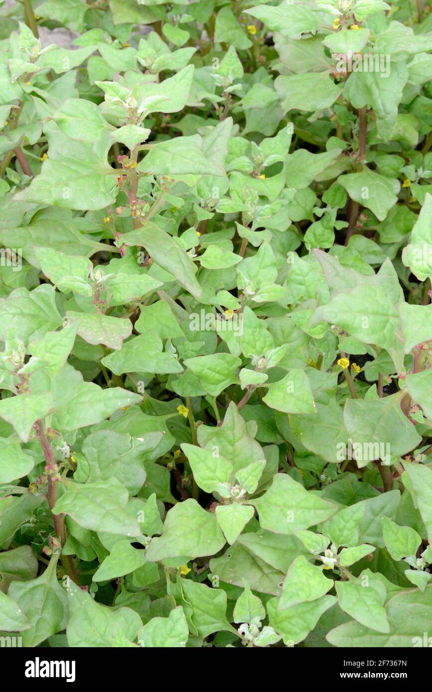 New Zealand spinach, New Zealand spinach, New Zealand spinach (Tetragonia tetragonioides) Stock Photo