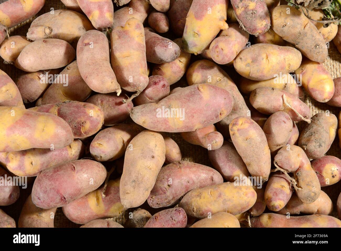 Potatoes (Solanum tuberosum), Mayan Twilight variety Stock Photo