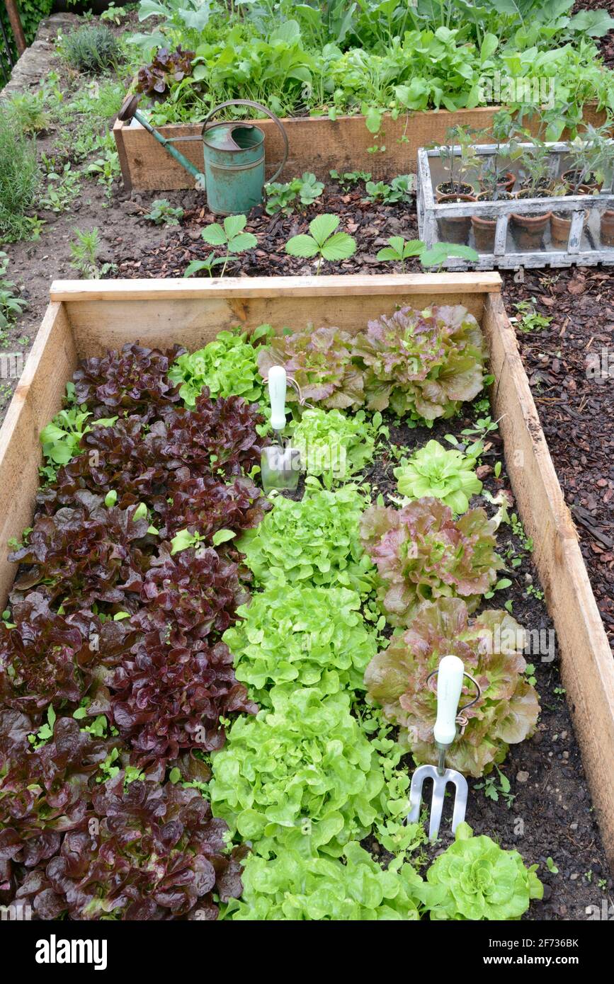 Vegetable bed with salad Stock Photo Alamy