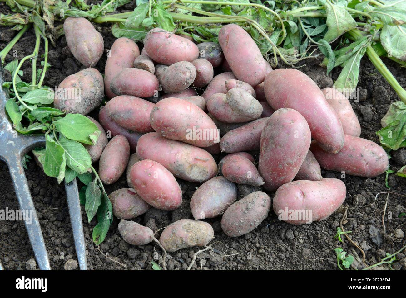 Whole Roseval potatoes stock photo. Image of uncooked - 15735456