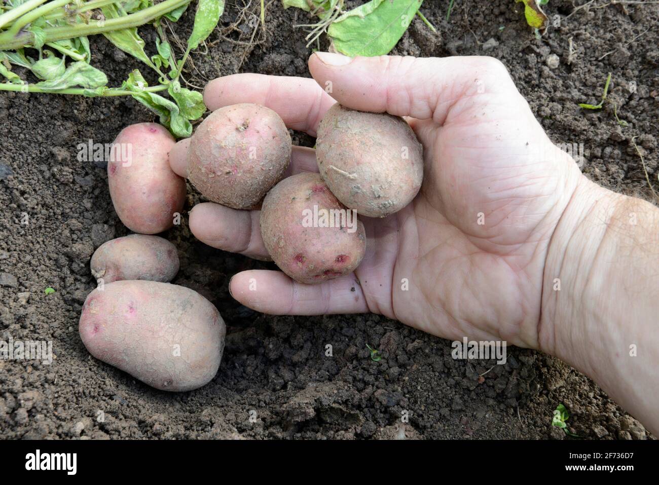 Jiló (Scarlet eggplant) is a fruit known for its bitter taste, widely  consumed in Brazi. Photographed on imperial palm leaf Stock Photo - Alamy