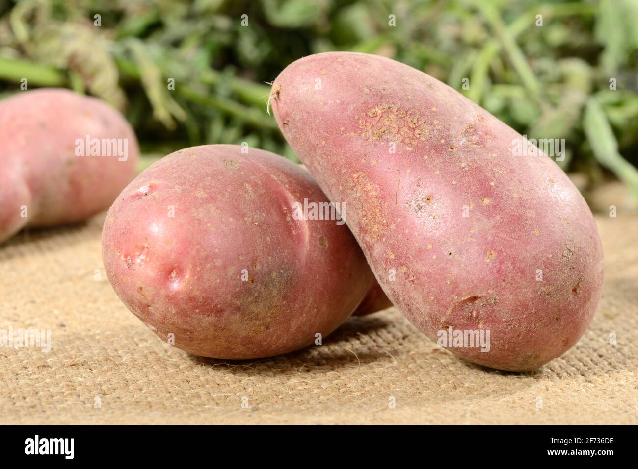 Potatoes (Solanum tuberosum), Roseval variety Stock Photo
