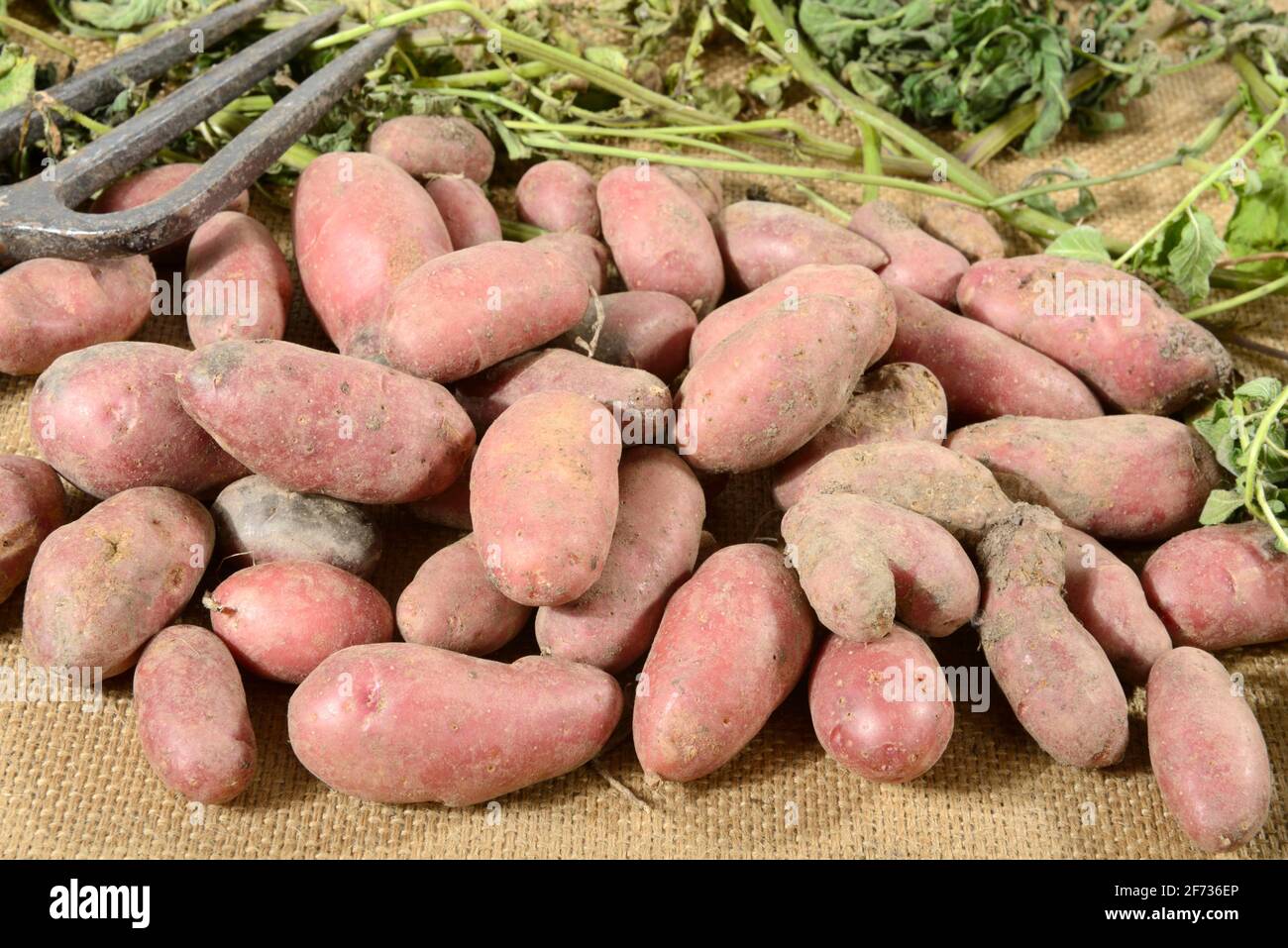 Potatoes (Solanum tuberosum), Roseval variety Stock Photo