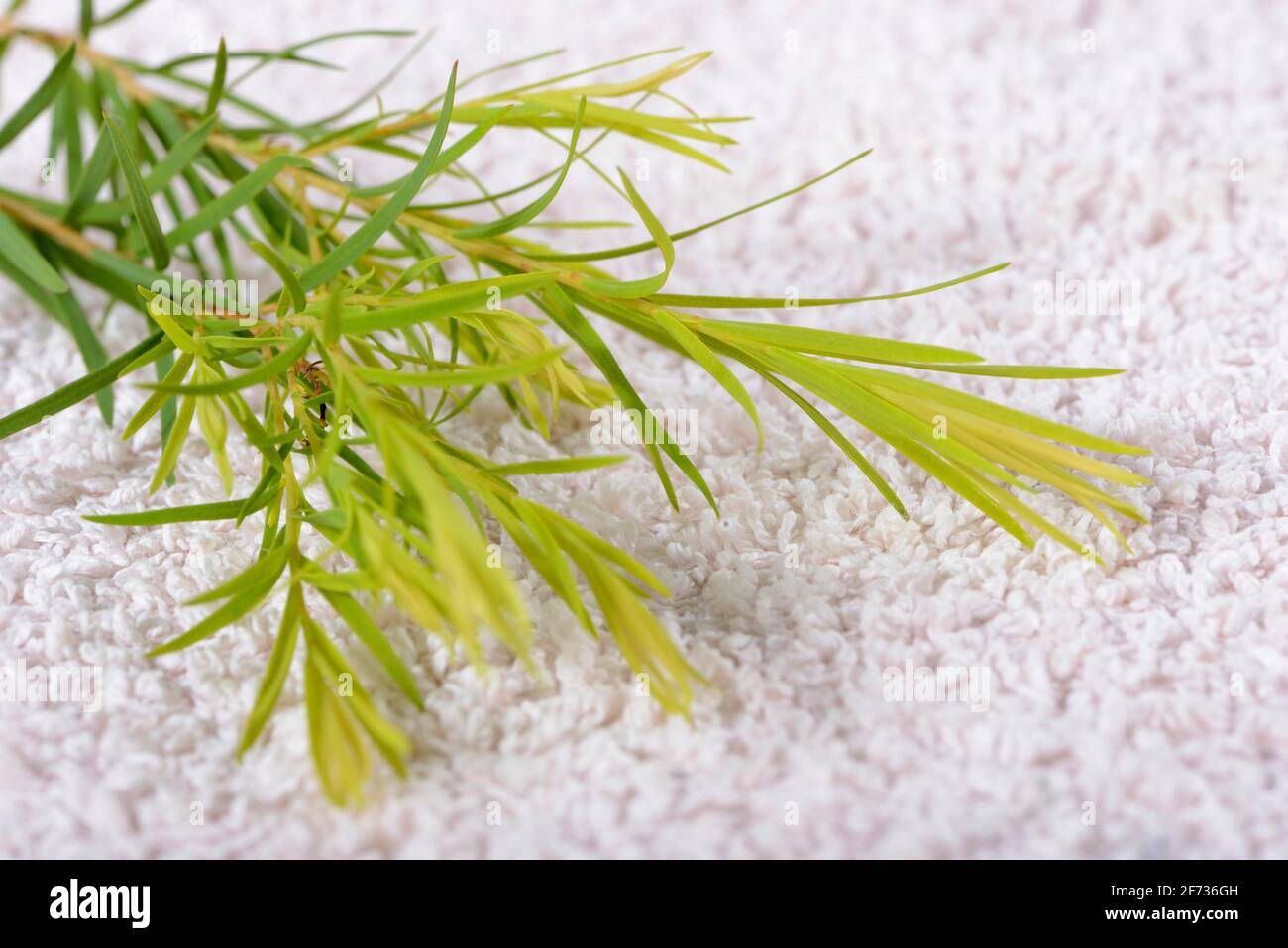 Tea tree (Melaleuca alternifolia Stock Photo - Alamy