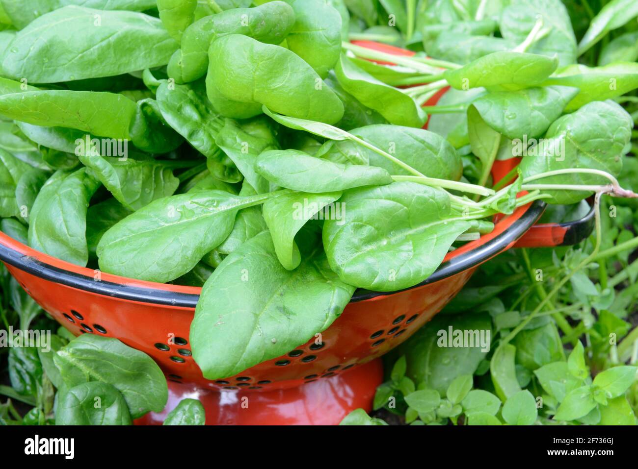 Spinach (Spinacia oleracea), carbon copy, sieve Stock Photo