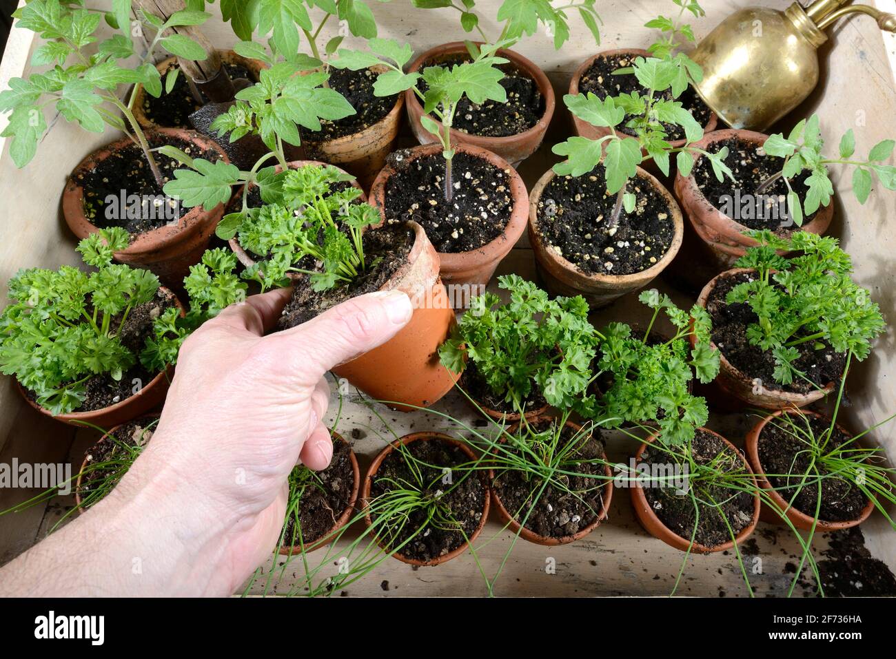 Chive (Allium schoenoprasum), parsley (Petroselinum crispum), tomatoes (Solanum lycopersicum), plant cultivation Stock Photo