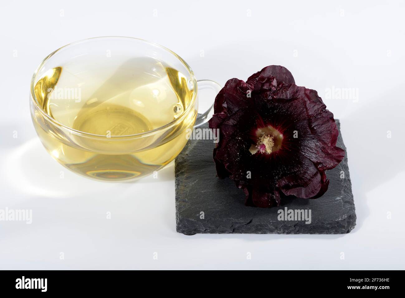 Alcea rosea nigra (Alcea rosea nigra), cup of hollyhock tea Stock Photo