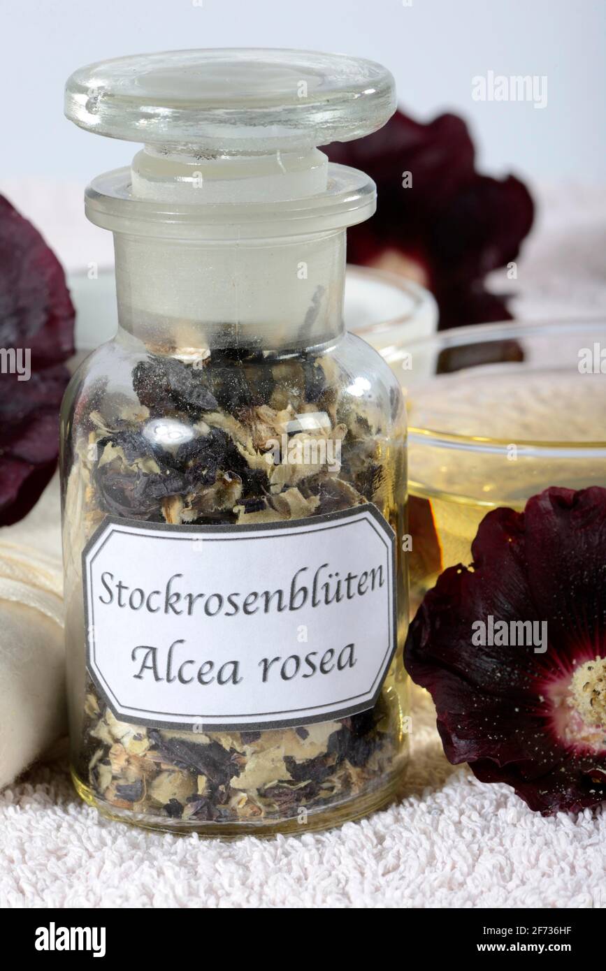 Alcea rosea nigra (Alcea rosea nigra), dried Stock Photo