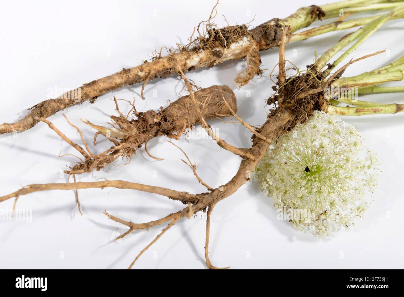 Wild carrot (Daucus carota), root Stock Photo Alamy