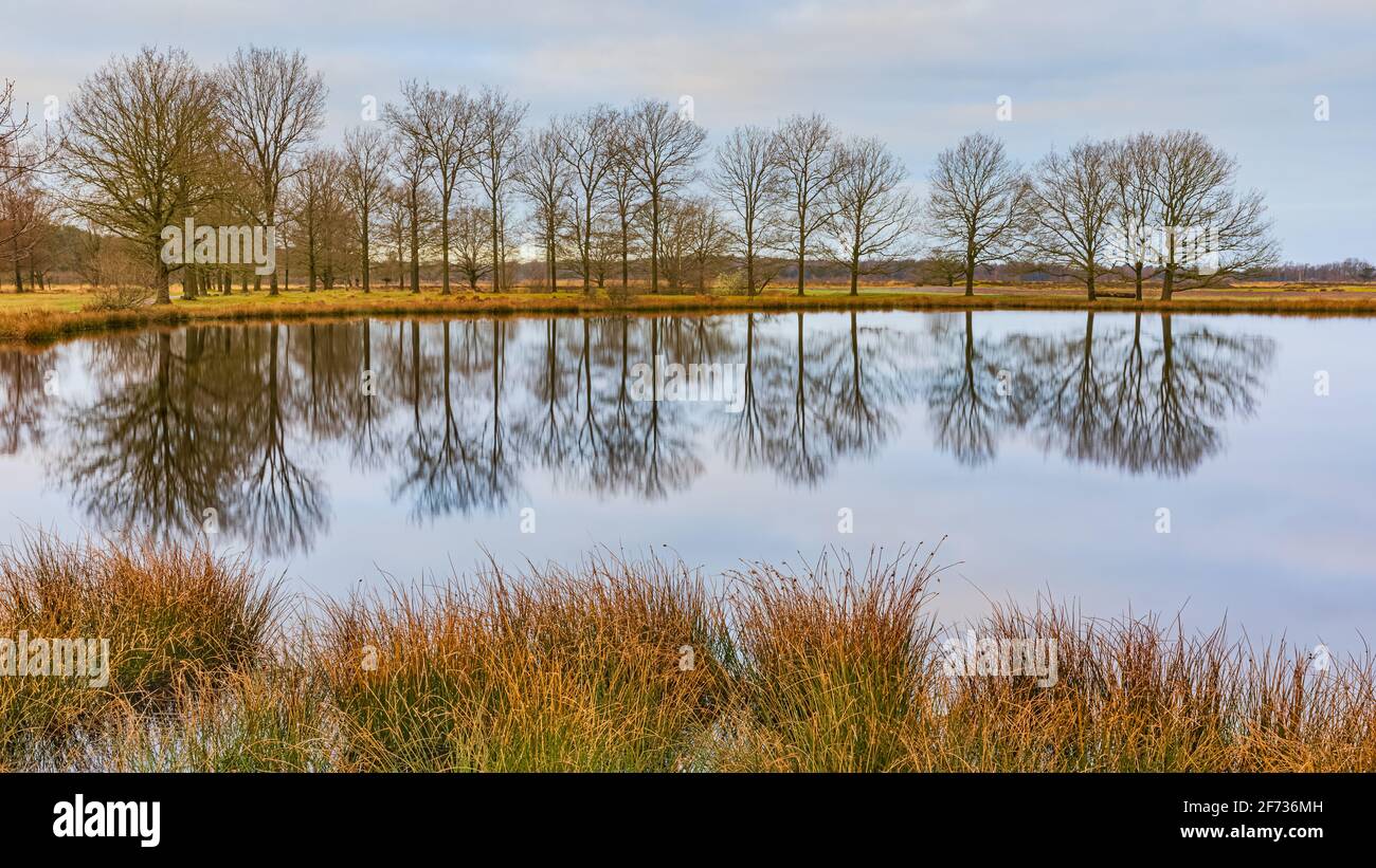 Dwingelderveld National Park is a national park in the Dutch province of Drenthe, roughly located in the triangle of Dwingeloo, Ruinen and Beilen. Stock Photo